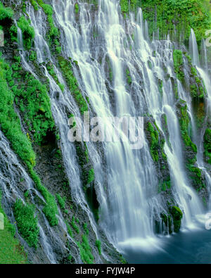 USA, Kalifornien, McArthur-Burney Falls Memorial State Park, entstehen viele unterirdische Quellen von Klippen zu bilden Burney Falls. Stockfoto