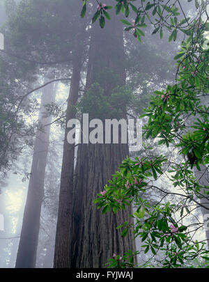 USA, California, Del Norte Coast Redwoods State Park, Nebel gehüllt Redwoods Turm über dem Pazifik Rhododendren in voller Blüte. Stockfoto