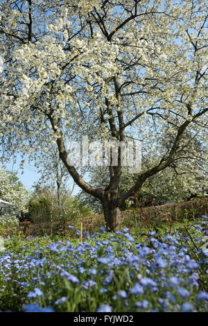 Cherry Blossom Baum, Sakura Stockfoto