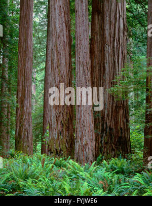 USA, California, Jedediah Smith State Park, alten Mammutbäume überragen Farne im Unterwuchs der Stout Grove. Stockfoto