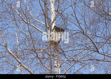 Vogelhaus auf eine weiße Birke auf blauen Himmelshintergrund. Stockfoto