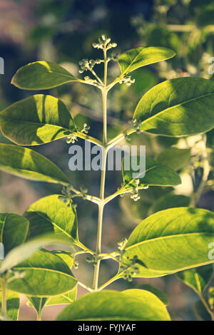 Pterocarpus Santalinus, rotes Sandelholz Stockfoto