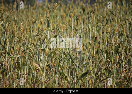 Sorghum bicolor Feld Stockfoto