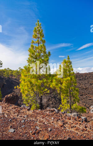 Wald in der Nähe von Vulkan Teide in Teneriffa - Kanarische Stockfoto