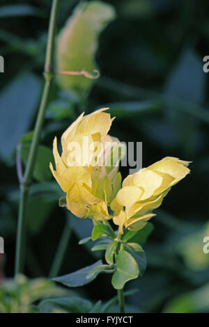 Garnelen-Anlage, Justicia brandegeana Stockfoto