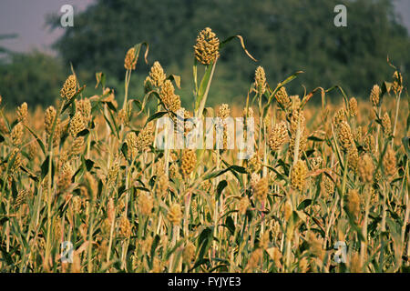 Sorghum bicolor Feld Stockfoto