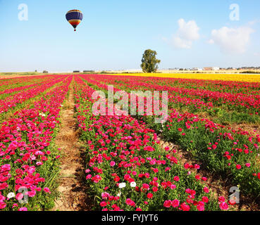 Der große helle Ballon fliegt über einem Feld Stockfoto