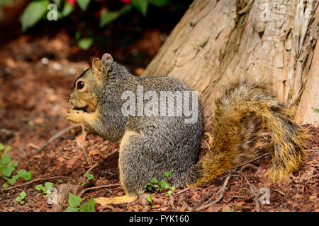 Fuchs, Eichhörnchen Standortwahl in Pecan Schalen Verzehr von Nüssen. Volle Seitenprofil Stockfoto