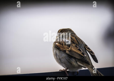 Spatz Detail stützte sich auf einen Stuhl auf der Terrasse Stockfoto