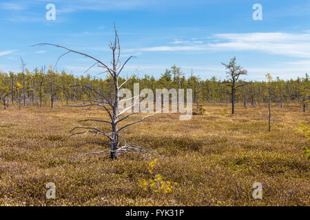 Heide in Saco, Maine Stockfoto