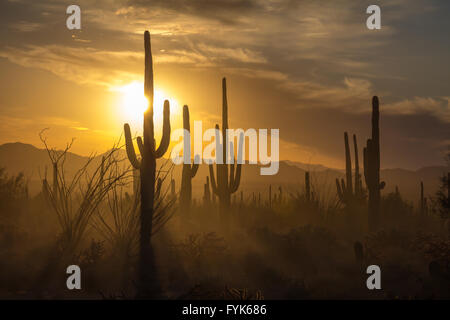 Saguaro-Kaktus in der Nähe von Tucson, Silhouette gegen einen goldenen Sonnenuntergang Stockfoto