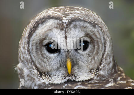 Nahaufnahme einer gesperrten Eule. Stockfoto