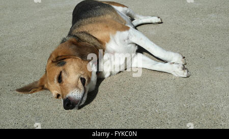 älteren Hund übergewichtig Beagle legt ausgestreckt auf warmen Zement Auffahrt zum Sonnenbaden. Er hat überhaupt keine Sorgen. Stockfoto