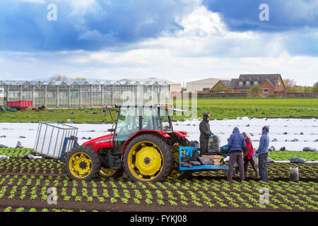 Hesketh Bank, Lancashire, UK. 27. April 2016. UK Wetter: Landwirte in der Salatschüssel von Lancashire sind hielt zurück in die Produktion von Salat ernten aufgrund der anhaltenden Kälte was ist Wachstum einschränken.  Das Gebiet ist ein großer Arbeitgeber der ausländischen Einwanderer Arbeiter & EU-Staatsangehörige, die auf Kurzarbeit beschränkt sind, der einen Schlag auf die Auswirkungen für die lokale Wirtschaft hat.  Die Bauern sind weiterhin unter Schutz Vlies per Satellitennavigation zu Pflanzen. Bildnachweis: Cernan Elias/Alamy Live-Nachrichten Stockfoto