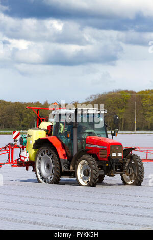 Hesketh Bank, Lancashire, UK. 27. April 2016. UK Wetter: Landwirte in der Salatschüssel von Lancashire sind hielt zurück in die Produktion von Salat ernten aufgrund der anhaltenden Kälte was ist Wachstum einschränken.  Das Gebiet ist ein großer Arbeitgeber der ausländischen Einwanderer Arbeiter & EU-Staatsangehörige, die auf Kurzarbeit beschränkt sind, der einen Schlag auf die Auswirkungen für die lokale Wirtschaft hat.  Die Bauern sind weiterhin unter Schutz Vlies per Satellitennavigation zu Pflanzen. Bildnachweis: Cernan Elias/Alamy Live-Nachrichten Stockfoto