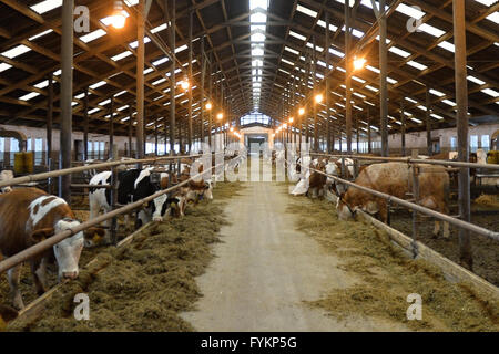 Stichovice, Region Pilsen. 27. April 2016. Kühe peer heraus von ihren Ständen im Kuhstall auf dem Stichovice Hof in Stichovice, Pilsen Region, Tschechische Republik, 27. April 2016. © Pavel Nemecek/CTK Foto/Alamy Live-Nachrichten Stockfoto