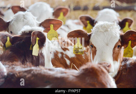 Stichovice, Region Pilsen. 27. April 2016. Kühe peer heraus von ihren Ständen im Kuhstall auf dem Stichovice Hof in Stichovice, Pilsen Region, Tschechische Republik, 27. April 2016. © Pavel Nemecek/CTK Foto/Alamy Live-Nachrichten Stockfoto