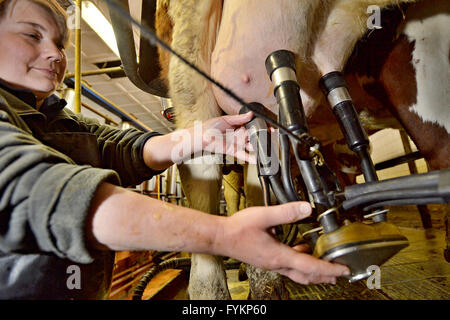 Stichovice, Region Pilsen. 27. April 2016. Kühe beim Melken im Kuhstall auf dem Stichovice Hof in Stichovice, Pilsen Region, Tschechische Republik, 27. April 2016. © Pavel Nemecek/CTK Foto/Alamy Live-Nachrichten Stockfoto