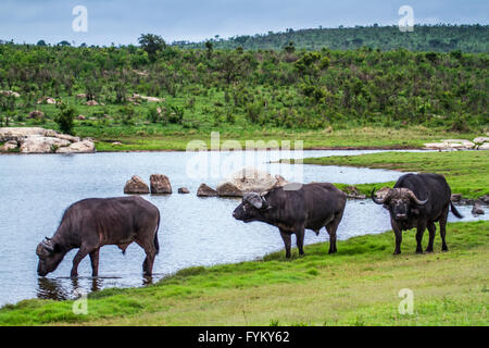 Afrikanische Wilde Büffel im Krüger-Nationalpark, Südafrika; Specie Syncerus Caffer Familie der Horntiere Stockfoto