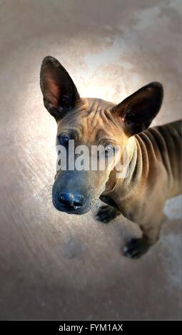 Mischlingshund braun streunenden Hund mittlerer Größe Stockfoto