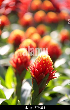 Rot blühende Bromelien-Pflanzen im Garten Stockfoto