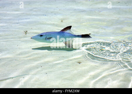 kleine Fische Isla in Mexiko Froath und Stockfoto