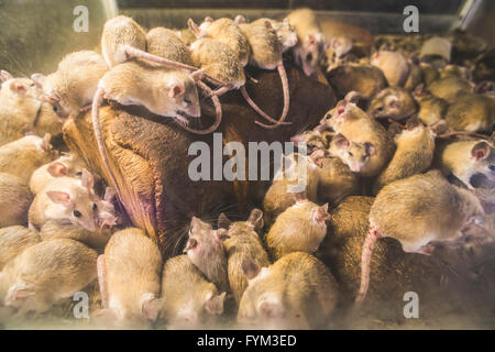 Ratten auf Holz in Zelle. Viele Ratten Stockfoto