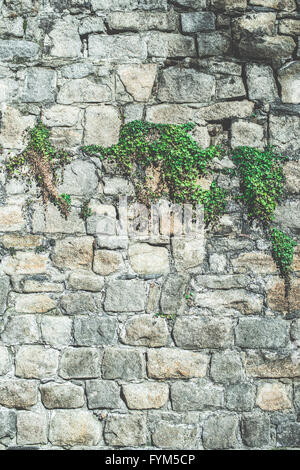 Grünen Hängepflanzen und Wand. Sonnenlicht Stockfoto