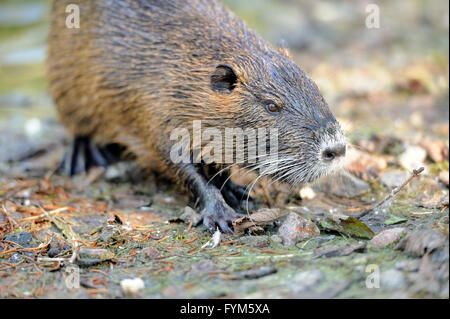 Die Bisamratte (Ondatra Zibethicus) Stockfoto