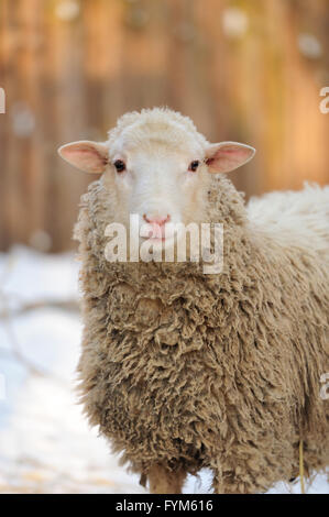 Junge Schafe in Wintertag Stockfoto