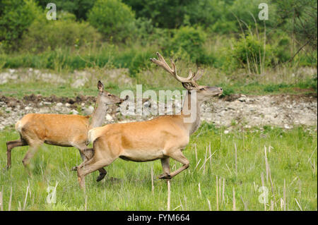 Rote Rotwild in der Natur Stockfoto