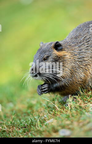 Schöne Bisamratte auf dem grünen Rasen Stockfoto