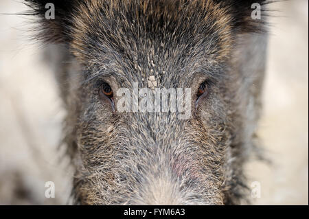 Wildschwein im herbstlichen Wald Stockfoto