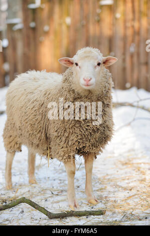 Junge Schafe in Wintertag Stockfoto