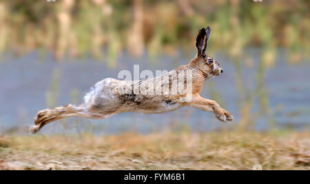 Hase läuft auf einer Wiese Stockfoto