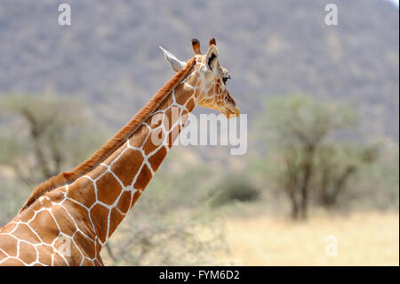 Giraffe in freier Wildbahn. Afrika, Kenia Stockfoto