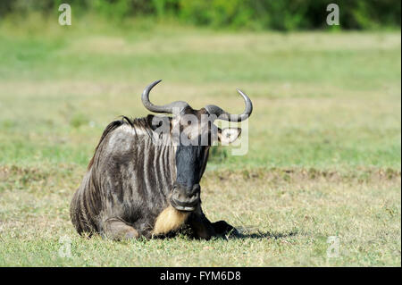 Gnus, die auf staubigen Ebenen (Taurinus; Connochaetes) - Südafrika Stockfoto