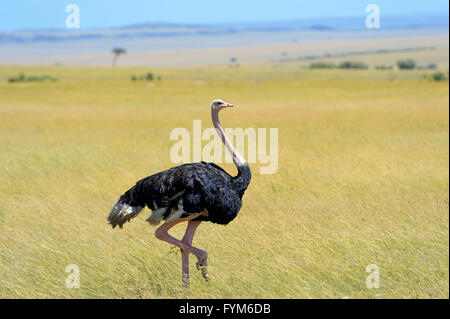 Männchen der afrikanischen Strauß (Struthio Camelus) in die nationale Reserve park Stockfoto