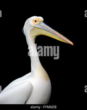 Porträt von einem europäischen weißen Pelikan auf schwarzem Hintergrund isoliert. Stockfoto