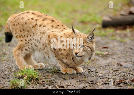 Nahaufnahme des jungen Eurasischen Luchs im Wald Stockfoto