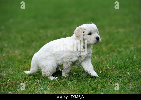 Baby Schweizer Schäferhund sitzend auf grünen Teppich Stockfoto