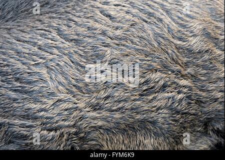Textur der Haut des Wildschweins als Hintergrund Stockfoto
