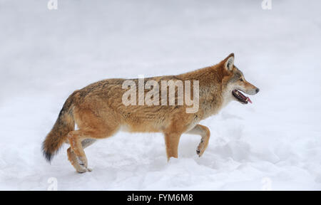 Graue Wolf (Canis Lupus) im winter Stockfoto