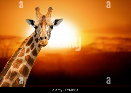 Giraffe auf Sonnenuntergang, Amboseli National park Kenia Stockfoto