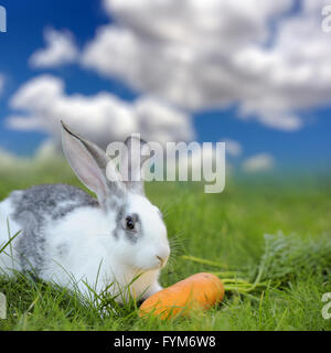 Baby Kaninchen essen Gras im Freien an einem sonnigen Sommertag