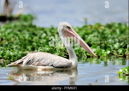 Weißer Pelikan in Lake Nakuru National Park, Afrika Stockfoto