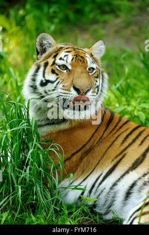 Amur-Tiger auf ein Geass in Sommertag Stockfoto