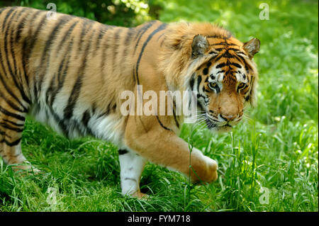 Amur-Tiger auf ein Geass in Sommertag Stockfoto