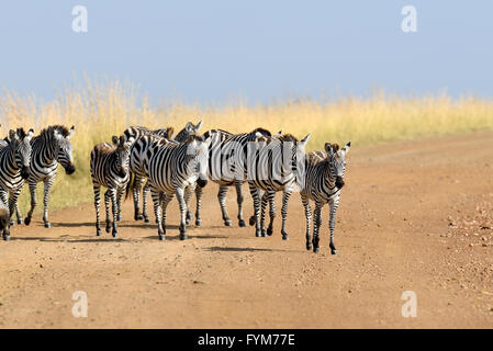 Zebra auf Grünland in Afrika, Nationalpark in Kenia Stockfoto