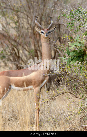 Gerenuk in Nationalparks in Kenia, Afrika Stockfoto